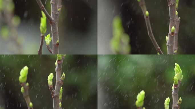 胡桃 嫩芽 细雨 4