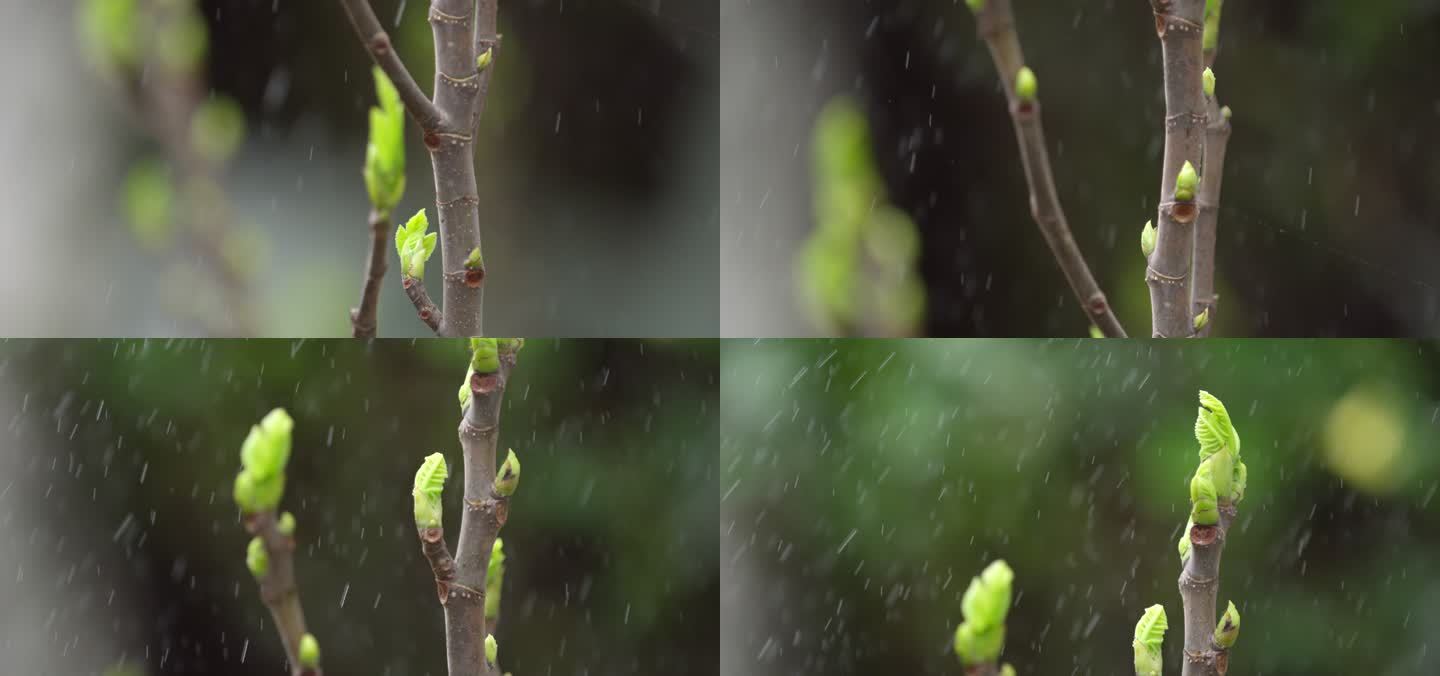 胡桃 嫩芽 细雨 4