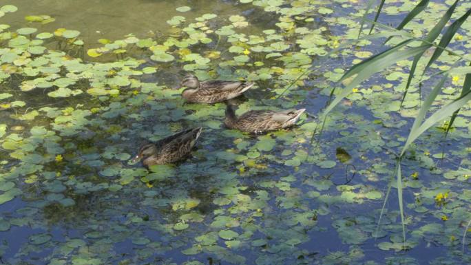 鸭子在水面游动野鸭家禽在水中觅食游动