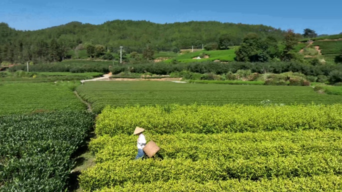 茶园茶农采茶金骏眉大红袍茶叶采茶