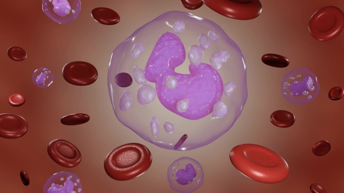 白细胞和红细胞漂浮在周围