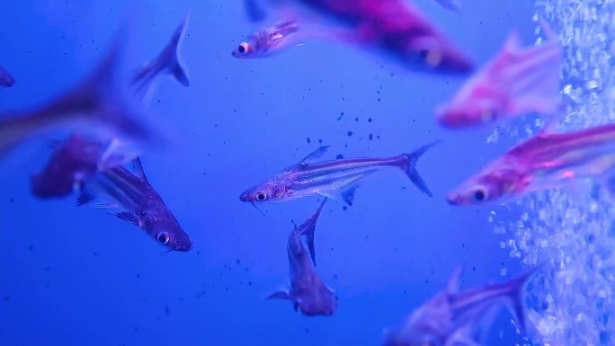 鱼缸养殖观赏金鱼热带鱼小鱼3