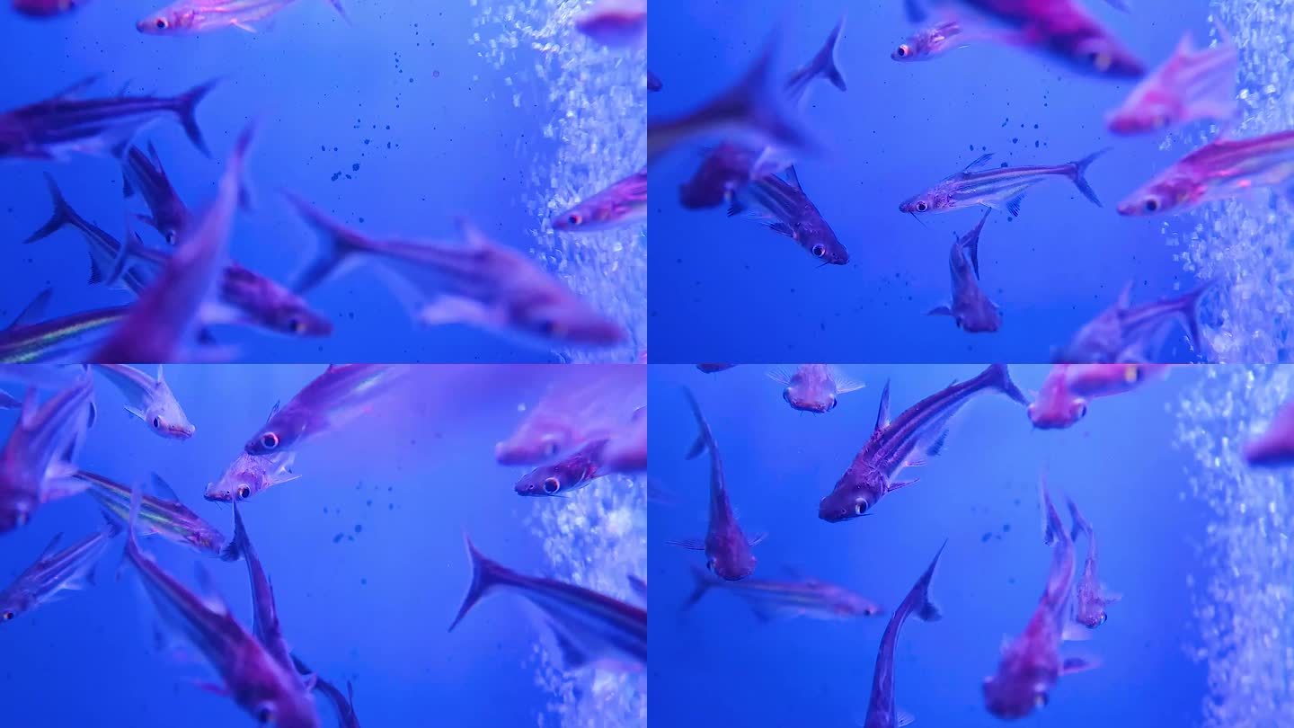 鱼缸养殖观赏金鱼热带鱼小鱼3
