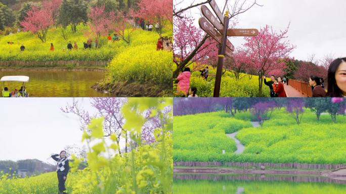 Z0071湖畔景区 人流 花海 阳光景区