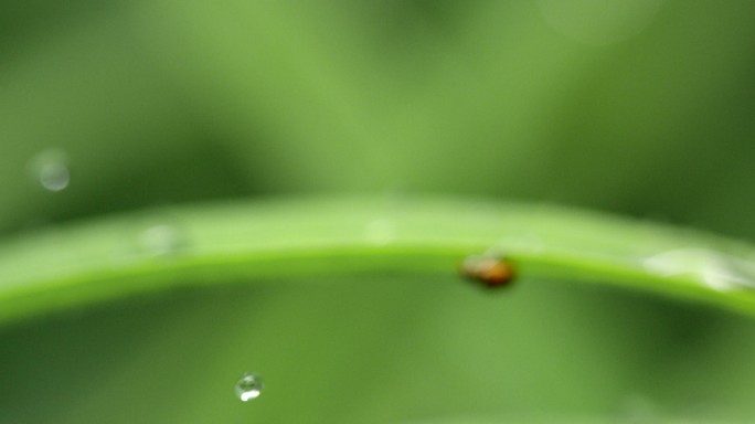 瓢虫 绿叶 雨珠 3