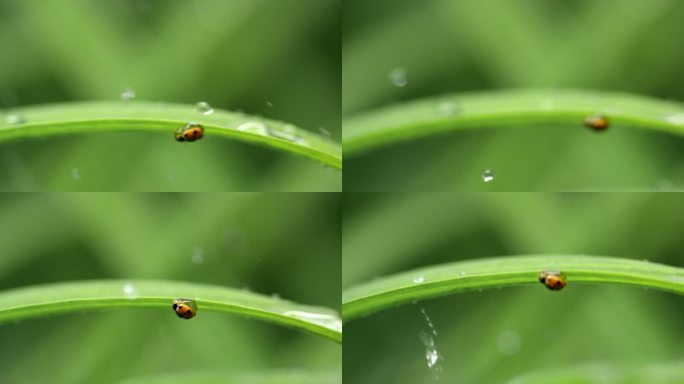 瓢虫 绿叶 雨珠 3