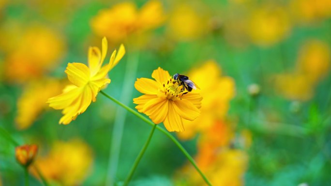 蜜蜂工蜂在花朵上采蜜特写