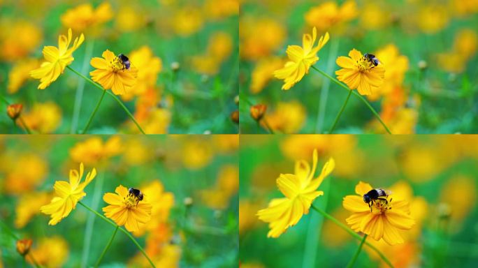 蜜蜂工蜂在花朵上采蜜特写