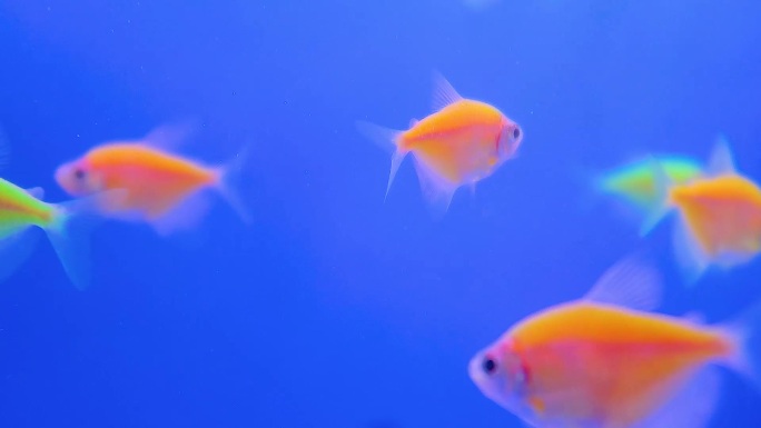 鱼缸养殖观赏金鱼热带鱼小鱼2