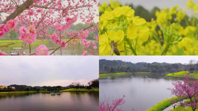 Z0069游客游船 春游 花儿盛开 梅花