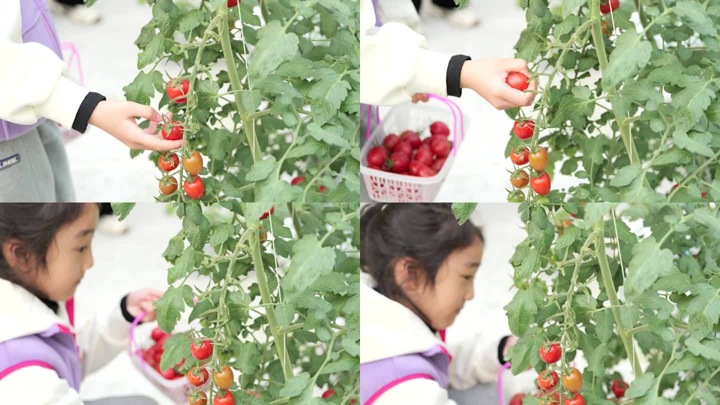 西红柿儿童采摘