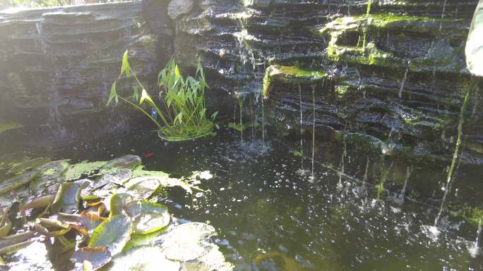 国家植物园秋天花朵公园五颜六色沙漠植物