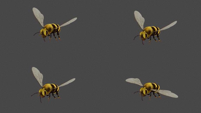 超精细蜜蜂空中飞行动画C4D工程