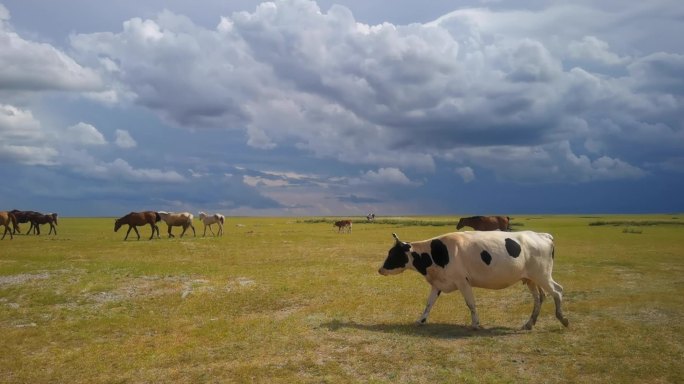 草原上成群的牛马
