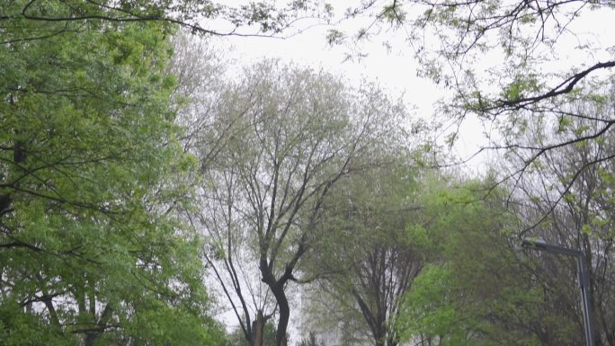 树木雨中镜头