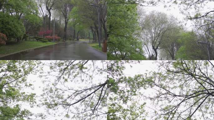 树木雨中镜头