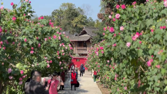 芙蓉花 成都市花 花卉 蓉城