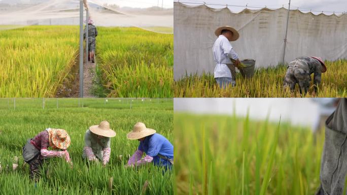 海南 南繁 基地 育种 培育 水稻