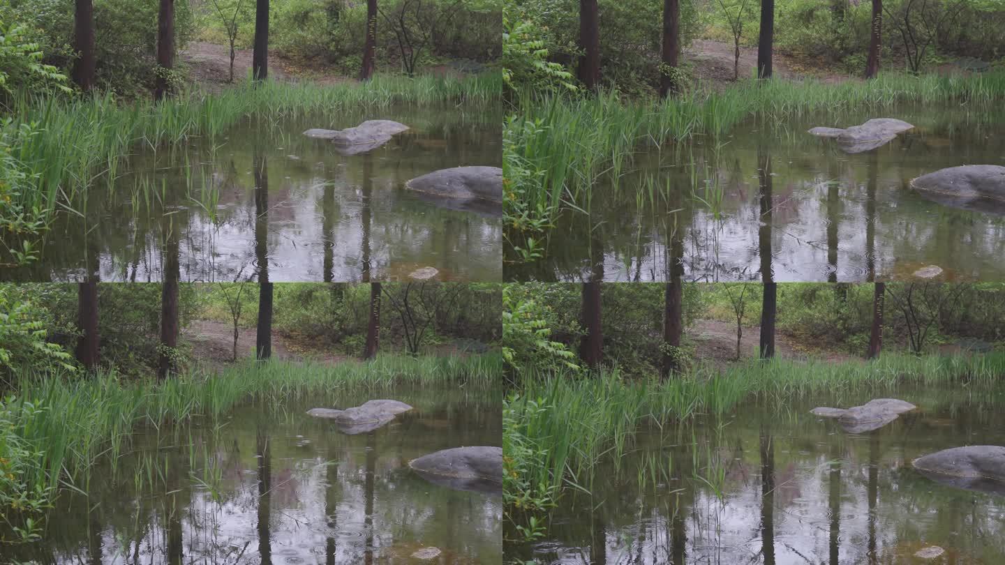 林中河流下雨