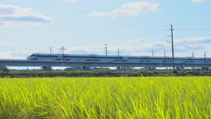 田野水稻高铁