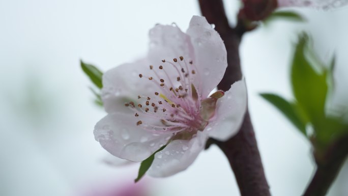 阴天下雨小雨花朵杏花桃花樱花