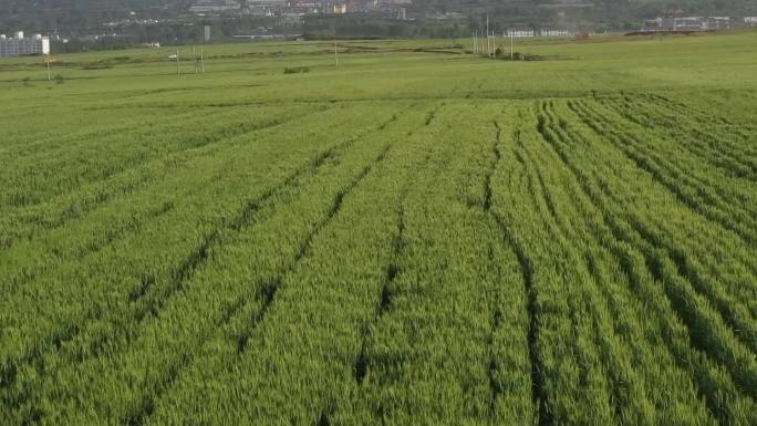 秦岭下的麦田