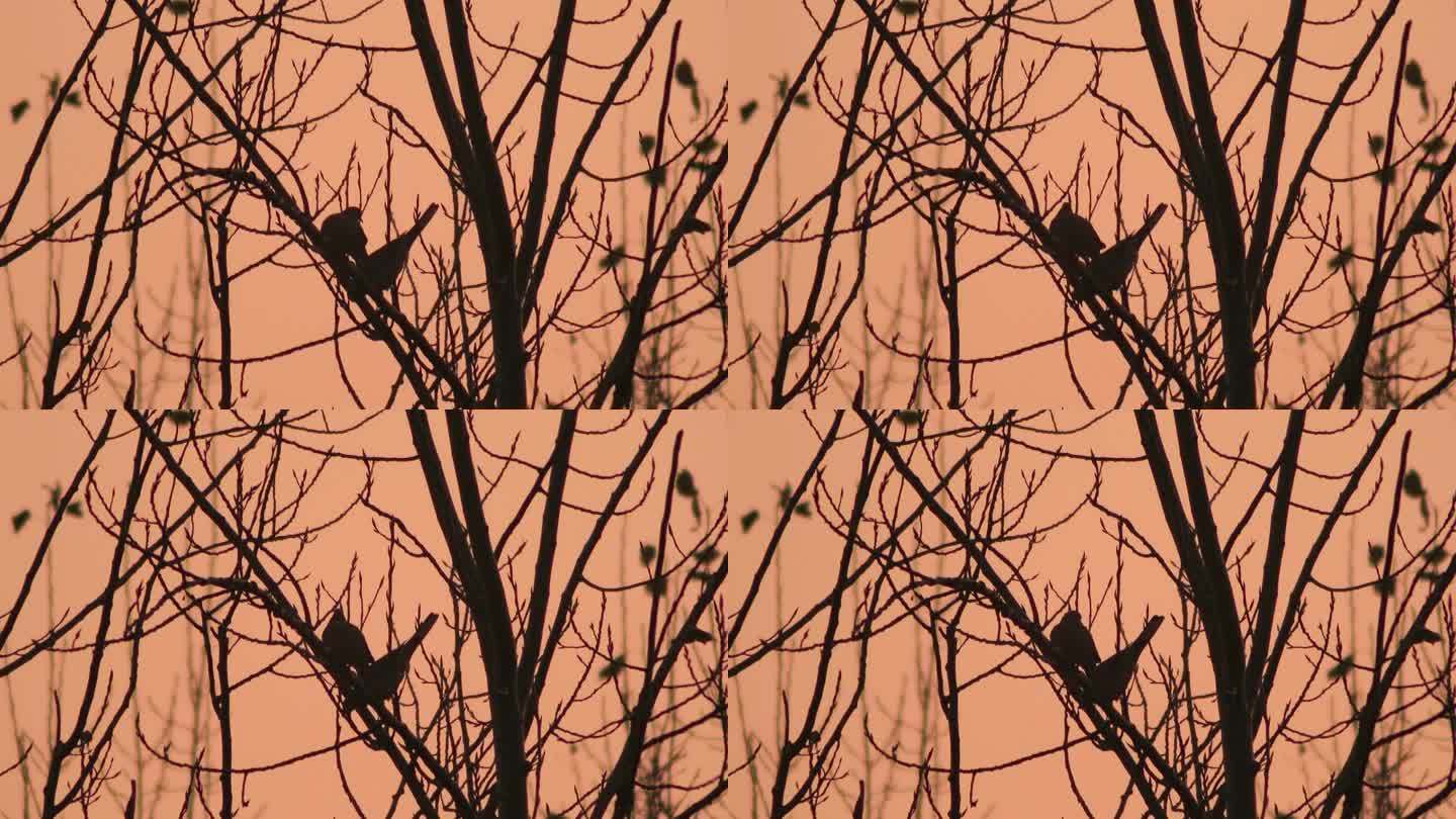 傍晚树枝上的小鸟剪影空镜