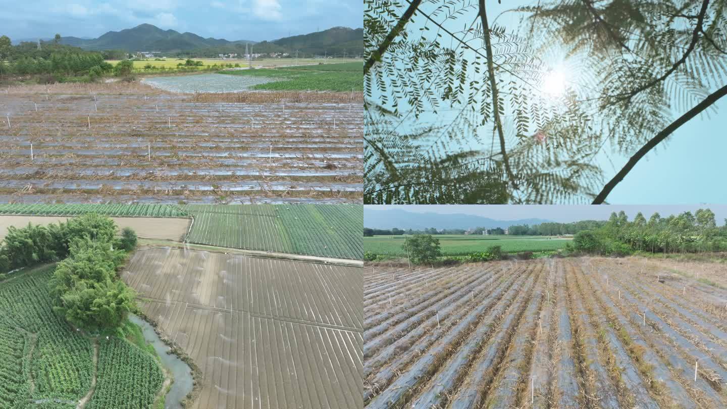 田间劳作-灌溉、播种和除草