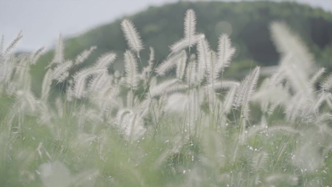 写意狗尾巴草2