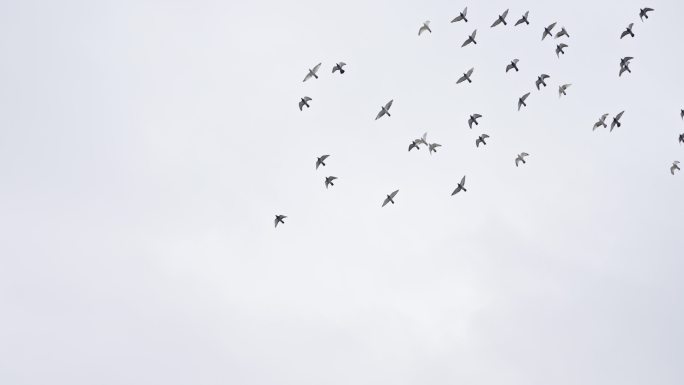天上飞过一群鸽子 升格慢动作4k视频素材