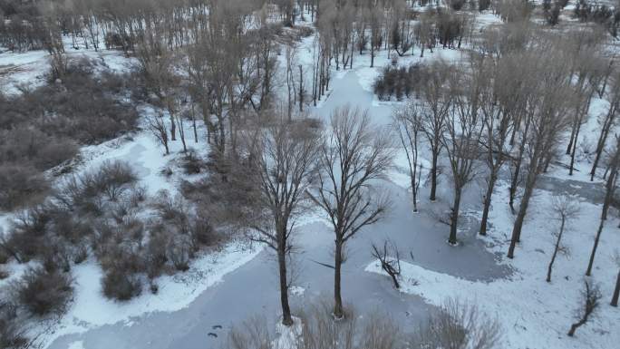 大雪覆盖下的寂静树林