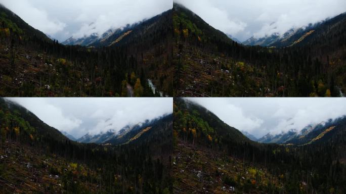 高地松林断树，秋日山谷鸟瞰