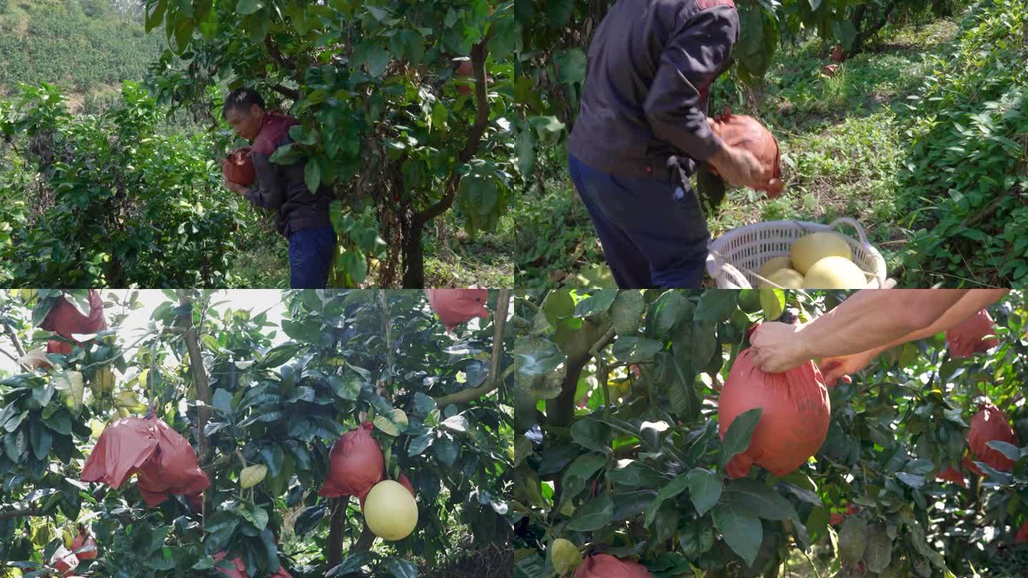 农民摘柚短1080p序列