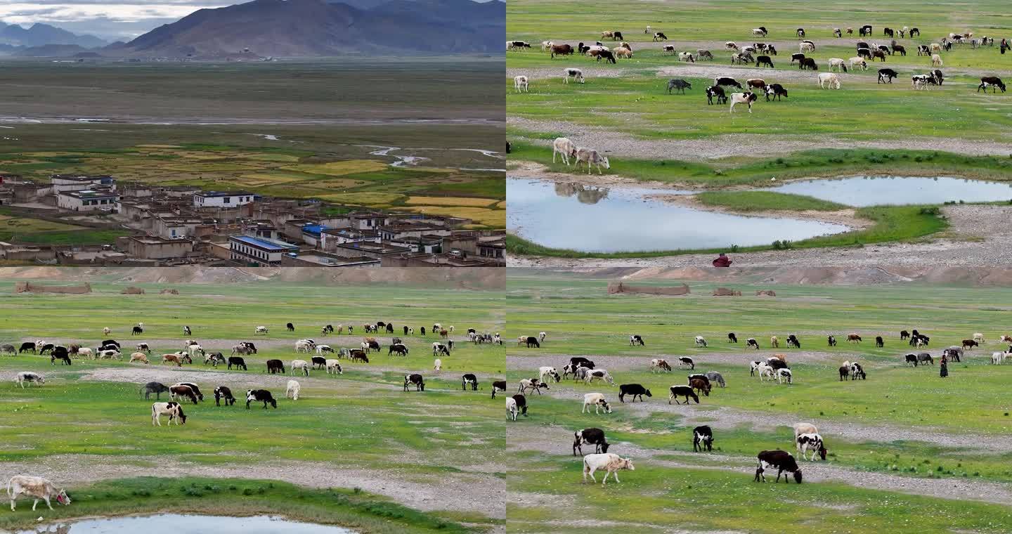 航拍西藏珠峰村落放牧风光