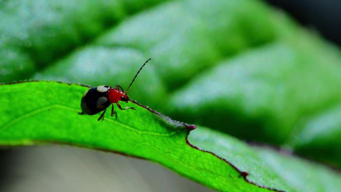 昆虫微距拍摄  甲壳虫 七星瓢虫 小蜻蜓