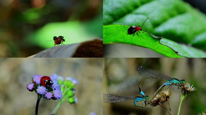 昆虫微距拍摄  甲壳虫 七星瓢虫 小蜻蜓