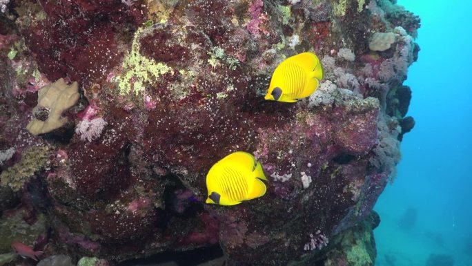 两只黄色的蝴蝶鱼在珊瑚岩上，背景是蓝色的海洋