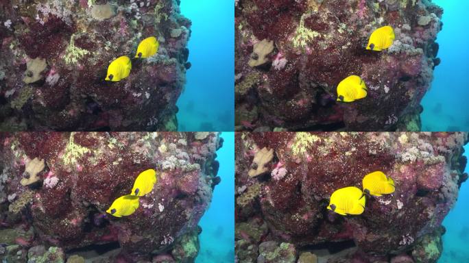 两只黄色的蝴蝶鱼在珊瑚岩上，背景是蓝色的海洋