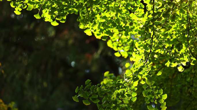 阳光透过绿色的银杏树叶