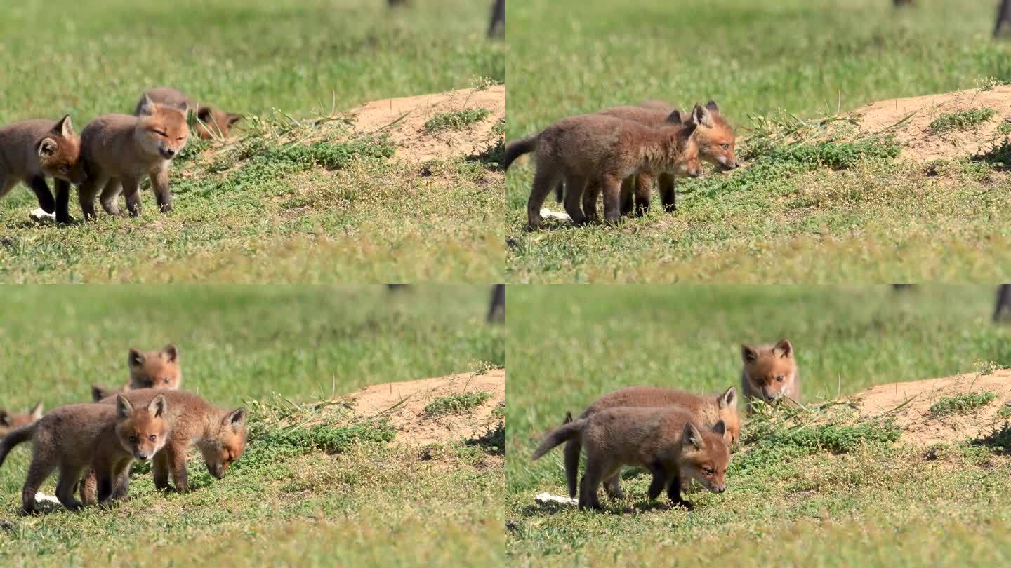 红色狐狸视频剪辑在4k