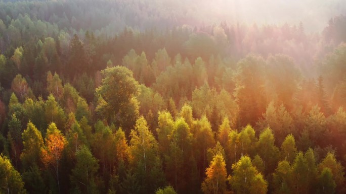 在色彩缤纷的秋天森林上空飞行的航拍画面。鸟瞰图。初秋落叶林的绚丽秋色。欧洲自然。古老的天然森林。4k
