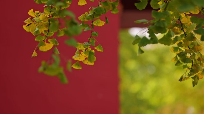 故宫秋色银杏叶和红墙