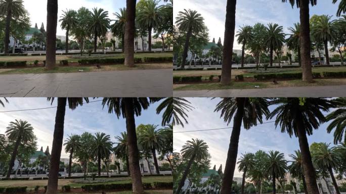 城市街景:阳光明媚的蓝天下的棕榈树