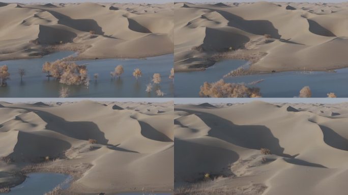 沙漠湿地胡杨林素材（4K）