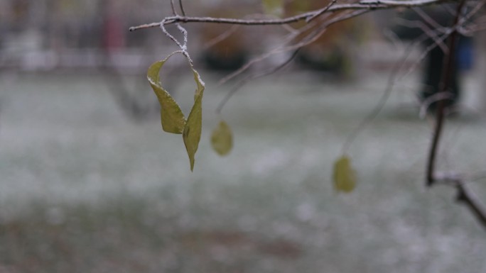 4K雪中的树叶枝头下雪下雪升格