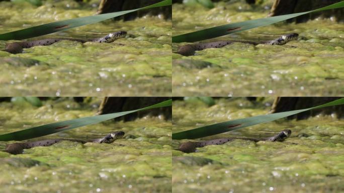在明亮的阳光下，在沼泽表面上晒太阳的环状水蛇的特写镜头