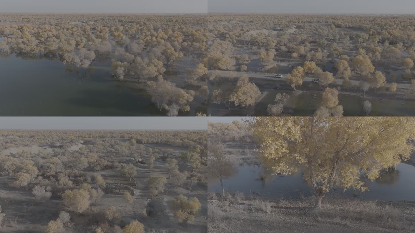沙漠湿地公园素材（4K）