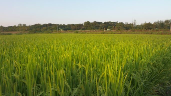 傍晚黄昏夕阳下的水稻田野