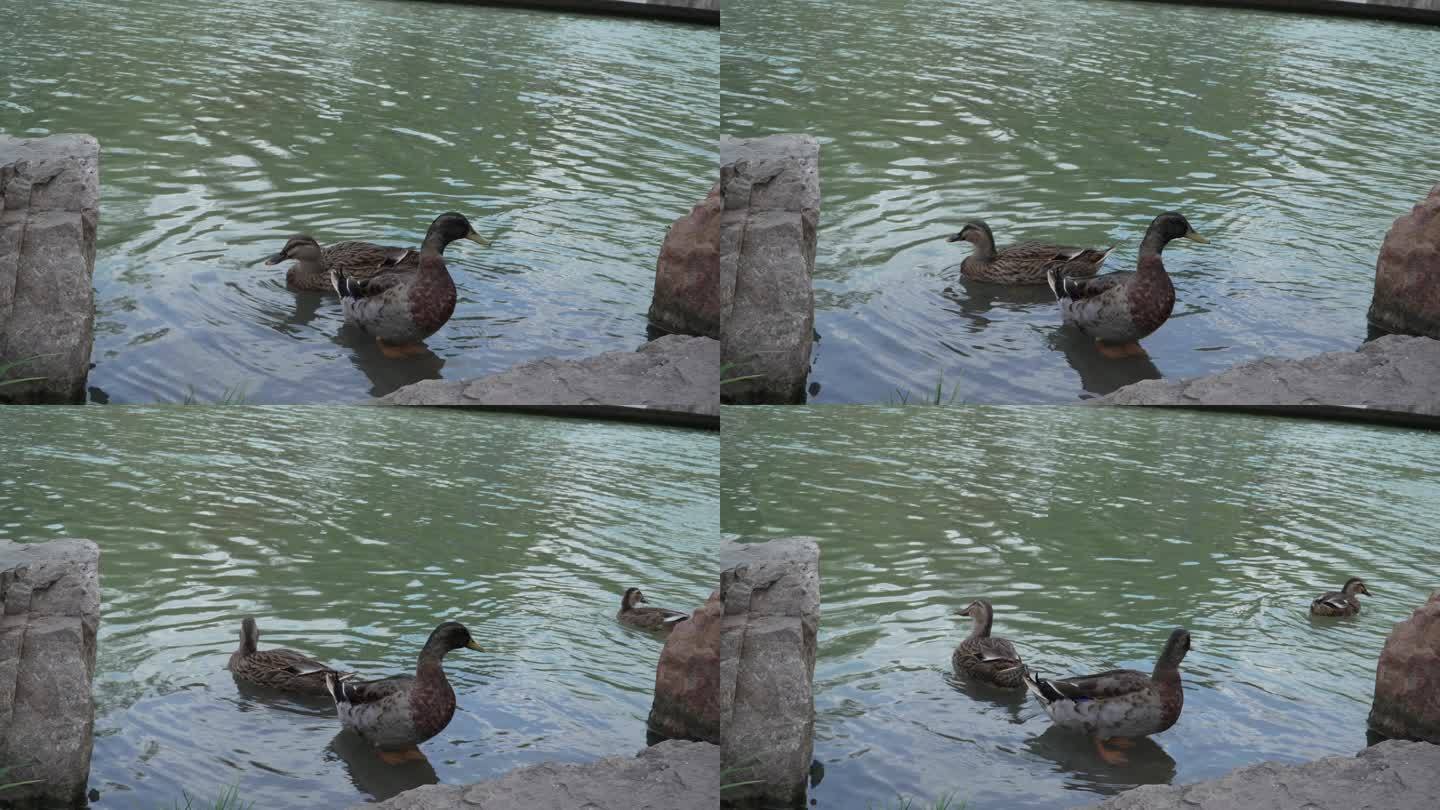 小河边戏水的鸭子
