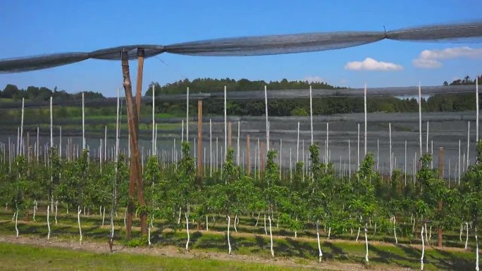 德国巴伐利亚州博登塞地区，农民们在阳光明媚的夏日里种植葡萄。《德国生物学》。巴伐利亚的葡萄种植和酿酒